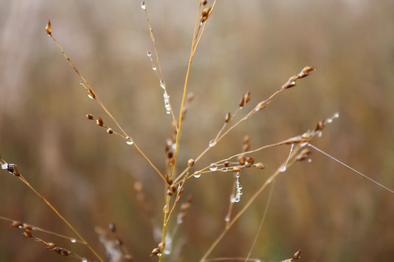 Switch Grass (Panicum Virgatum) — this grass typically reaches heights of 3 to 6 feet with a spread of 2 to 3 feet