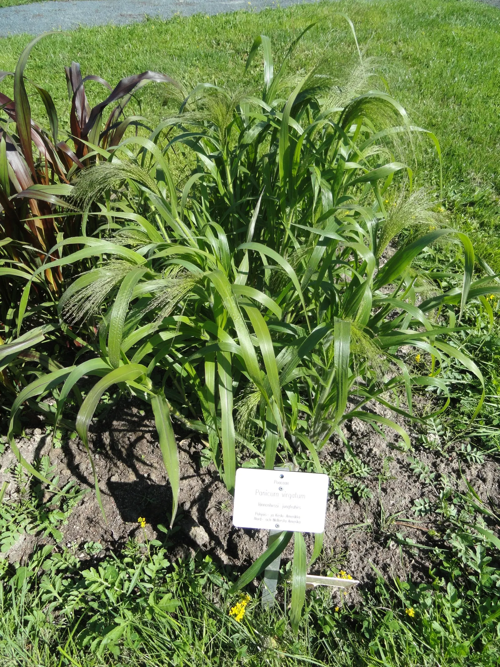 Switch Grass (Panicum Virgatum) — Growing effectively in USDA hardiness zones 4 through 9