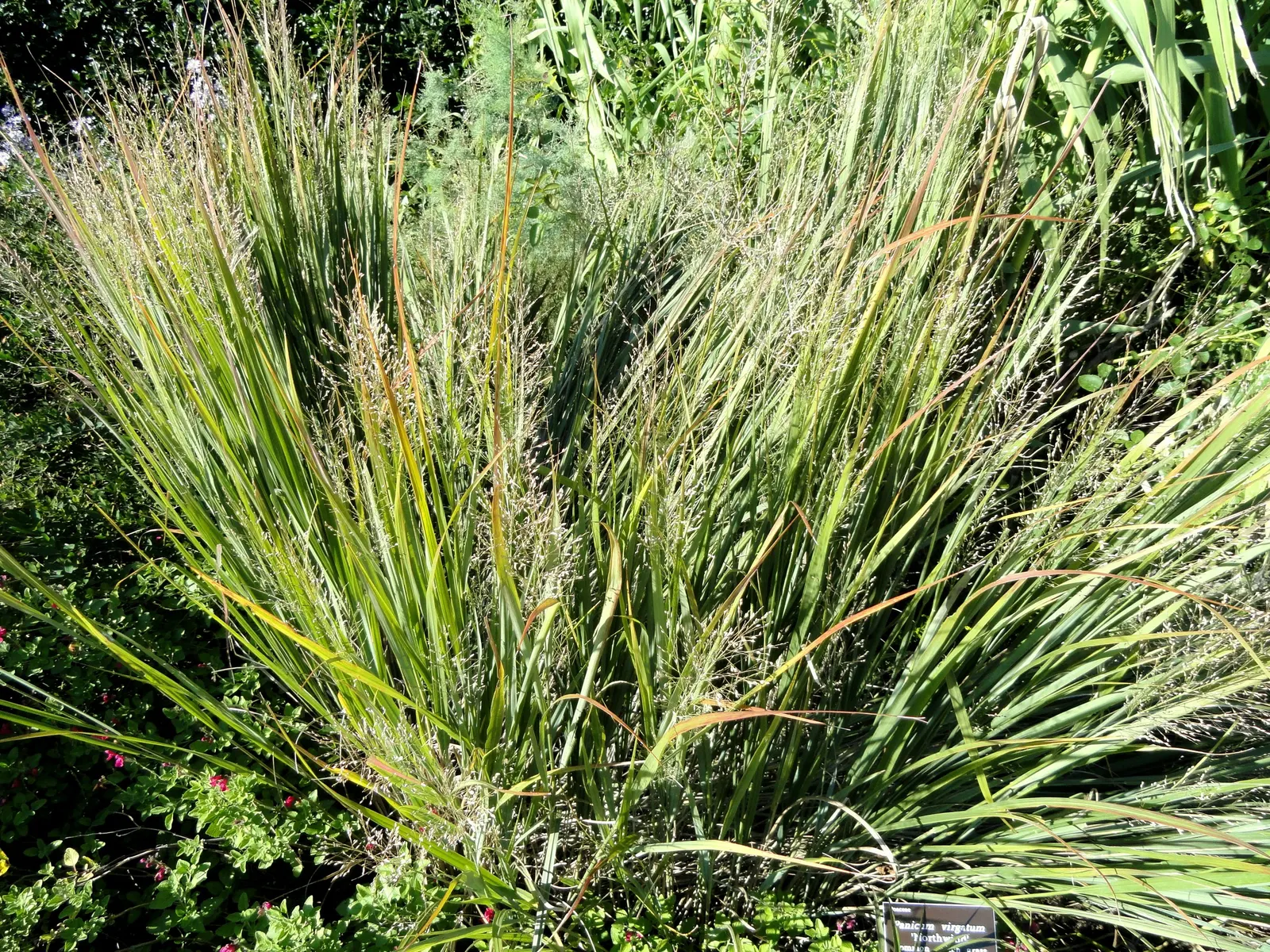 Switch Grass (Panicum Virgatum) — It prefers full sun but will tolerate some light shade