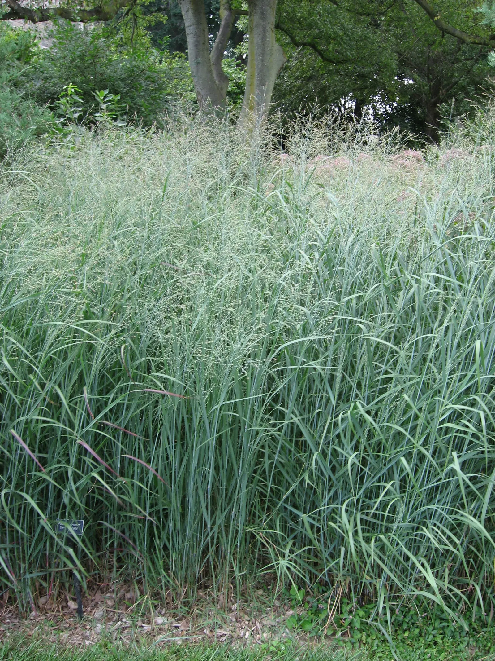 Switch Grass (Panicum Virgatum) — With an extensive root system