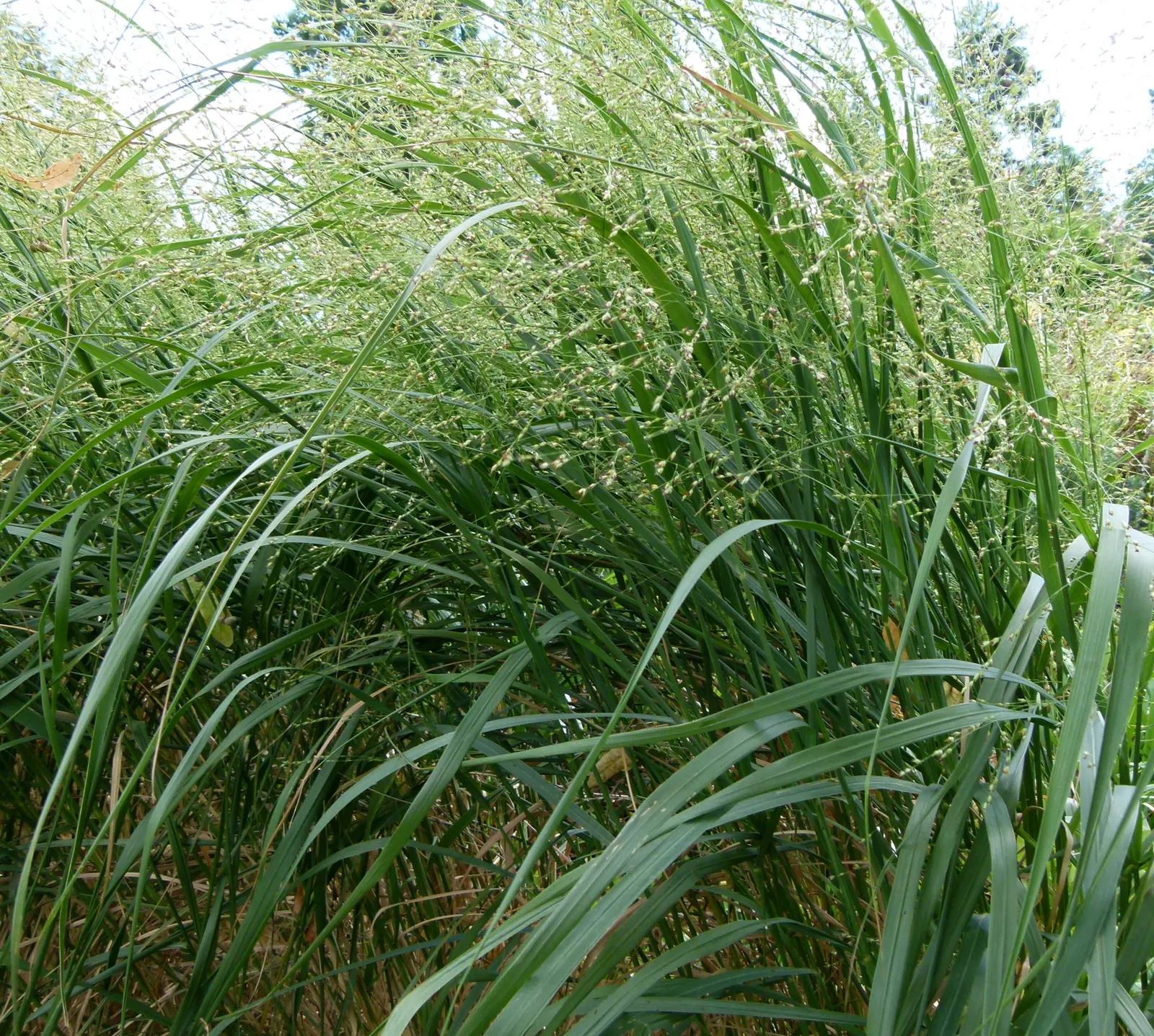 Switch Grass (Panicum Virgatum) — Switch Grass (Panicum virgatum) is a perennial