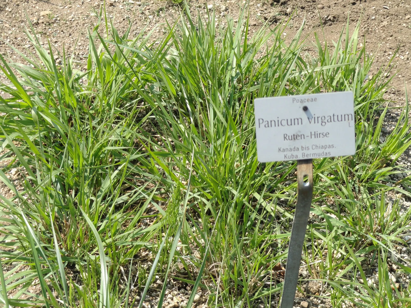 Switch Grass (Panicum Virgatum) — Its upright clumps of fine-textured, blue-green foliage turn golden in fall