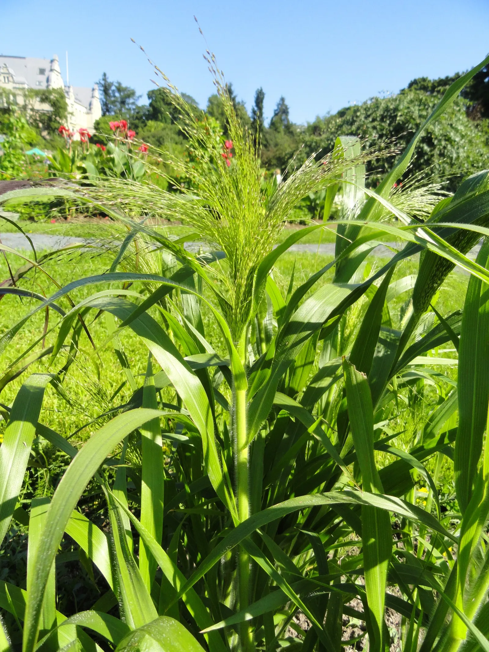 Switch Grass (Panicum Virgatum) — held high above the foliage