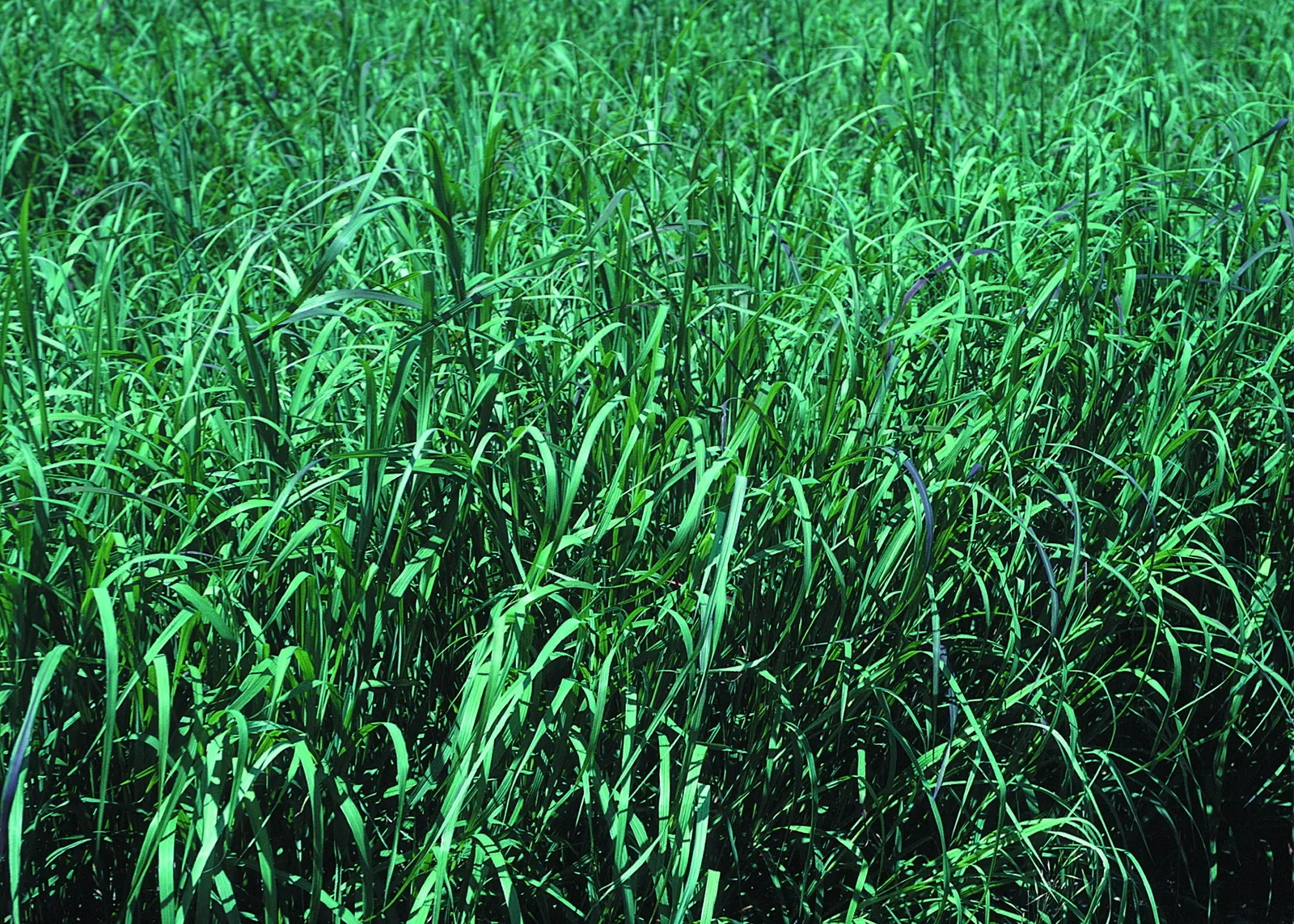 Switch Grass (Panicum Virgatum) — This ornamental grass can be a stunning feature in naturalized areas, borders, or as a privacy screen