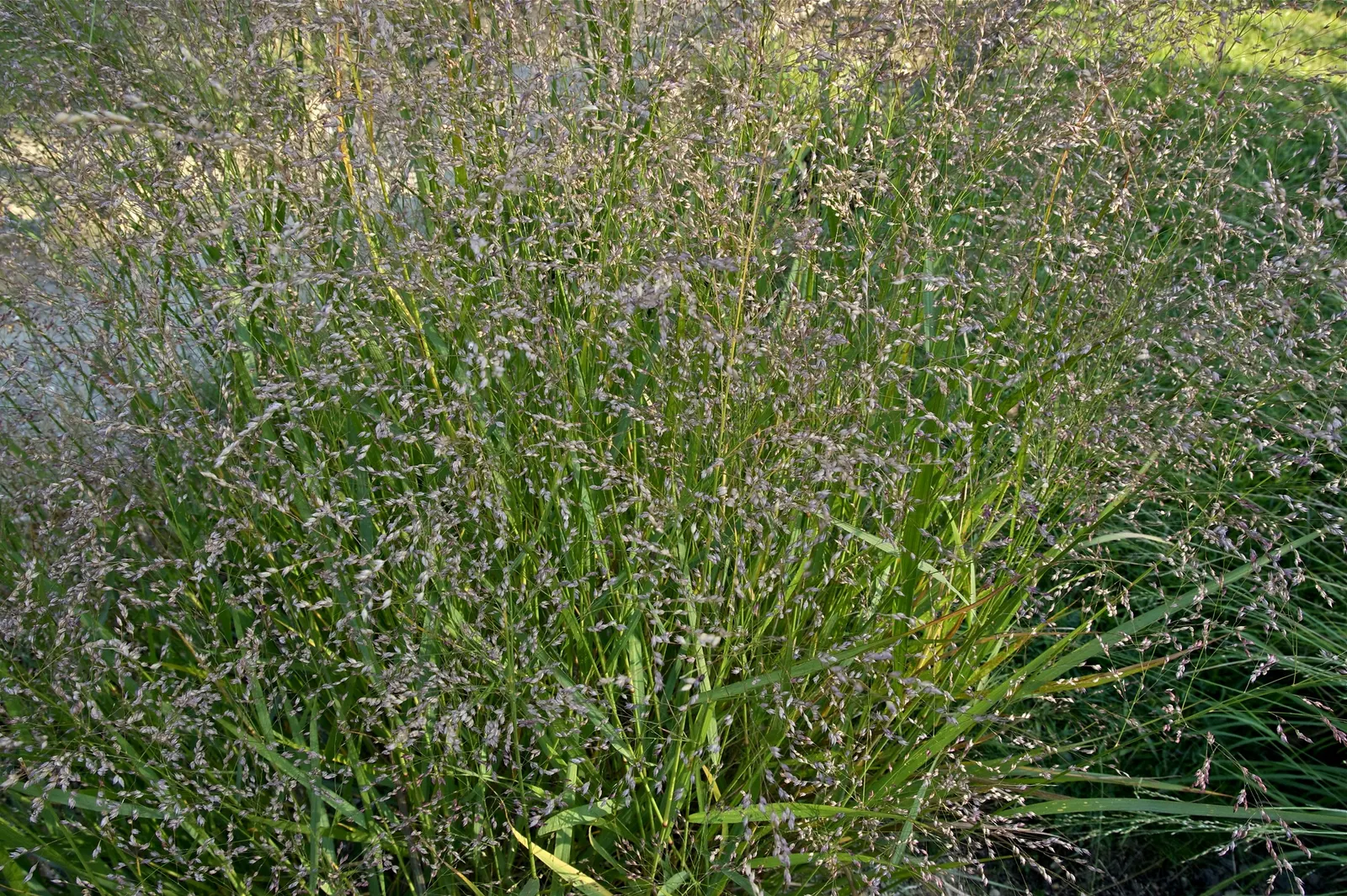 Switch Grass (Panicum Virgatum) — Delicate pink-tinged flower panicles appear in summer, adding airy movement