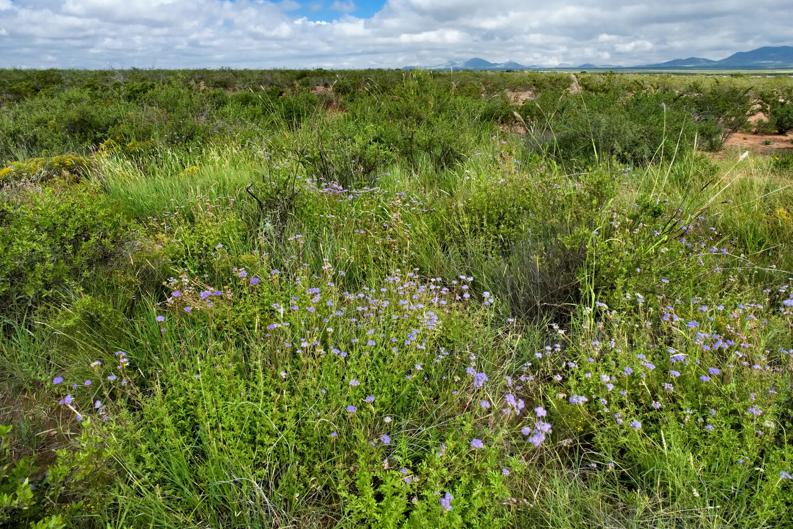 Switch Grass (Panicum Virgatum) — thriving in a wide range of soil types