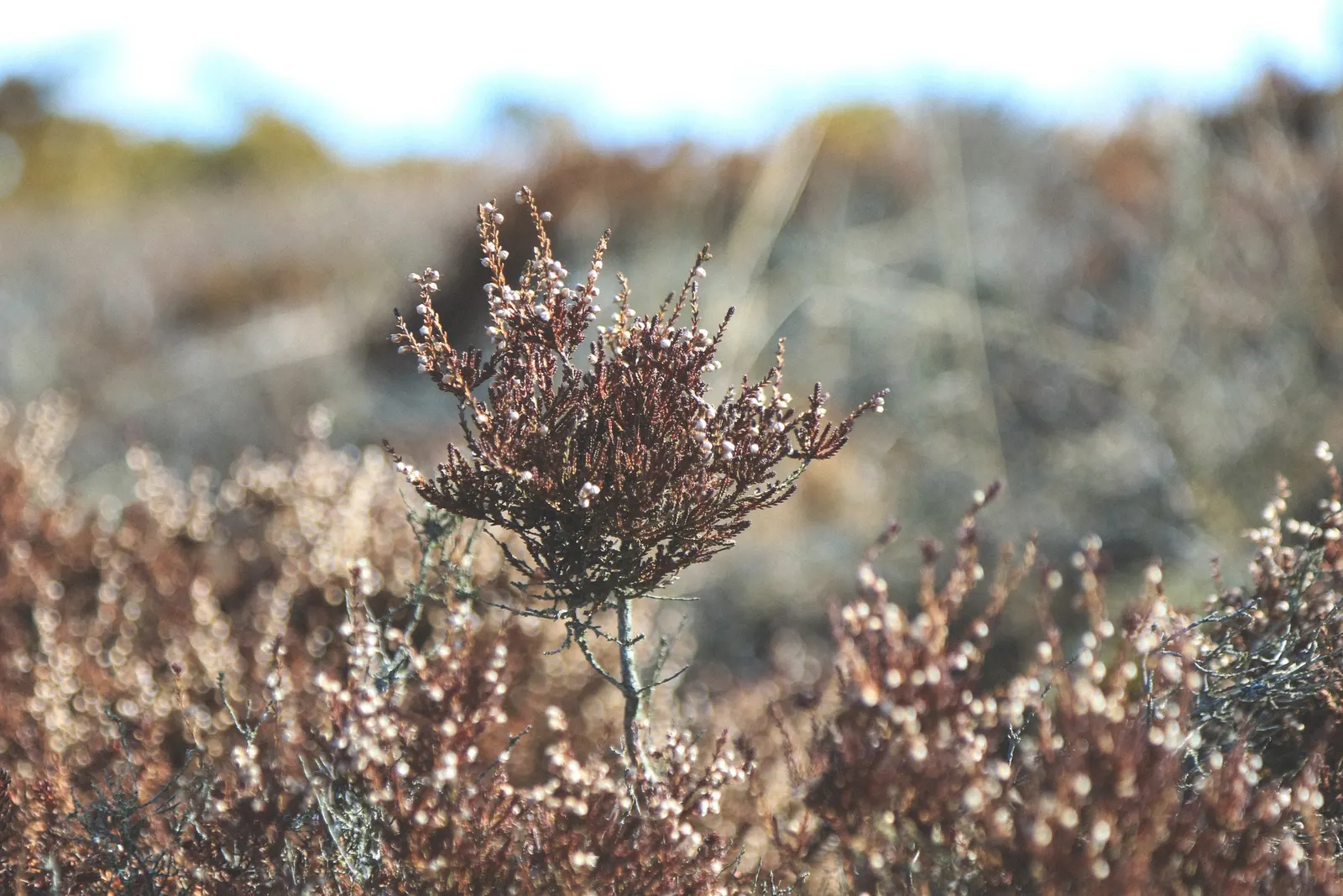Switch Grass (Panicum Virgatum) — which can add a hint of pink