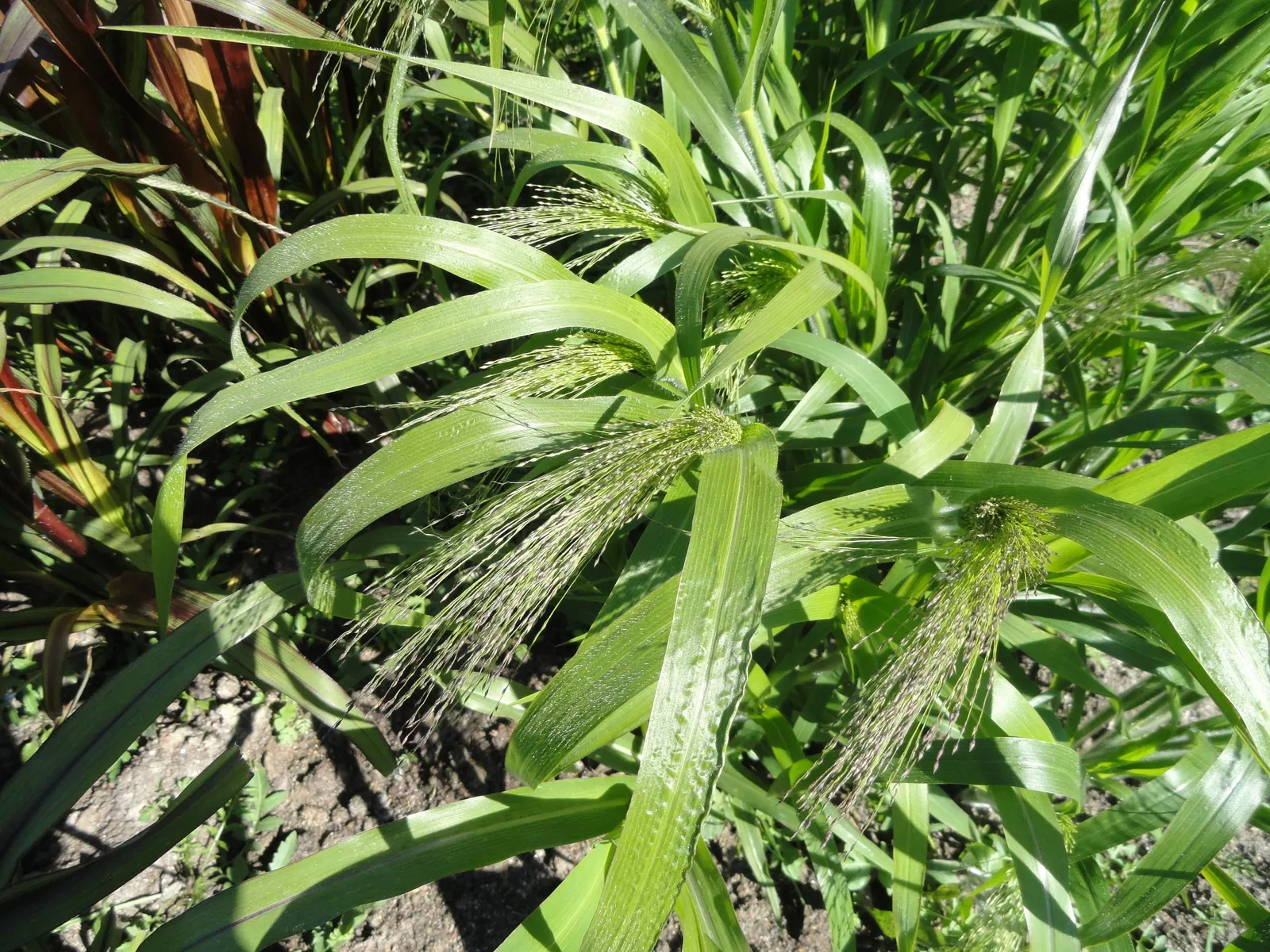 Switch Grass (Panicum Virgatum) — airy panicles of tiny flowers appear