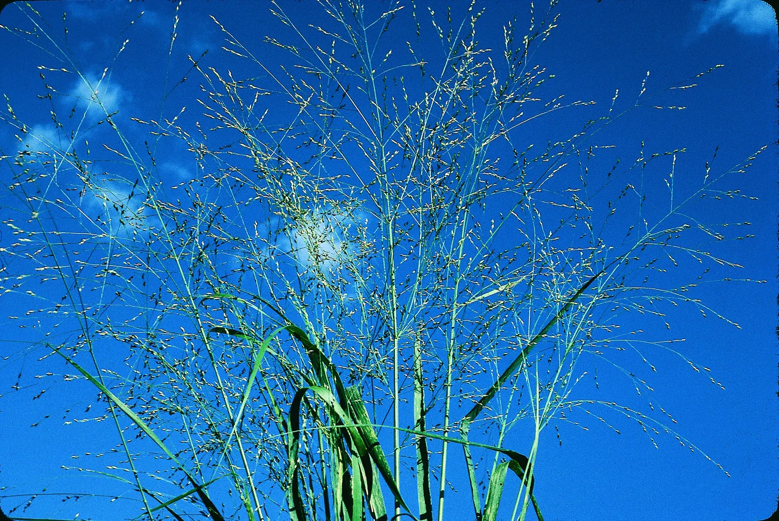 Switch Grass (Panicum Virgatum) — It features deep roots, reaching 5-6 ft tall with a 2-3 ft spread