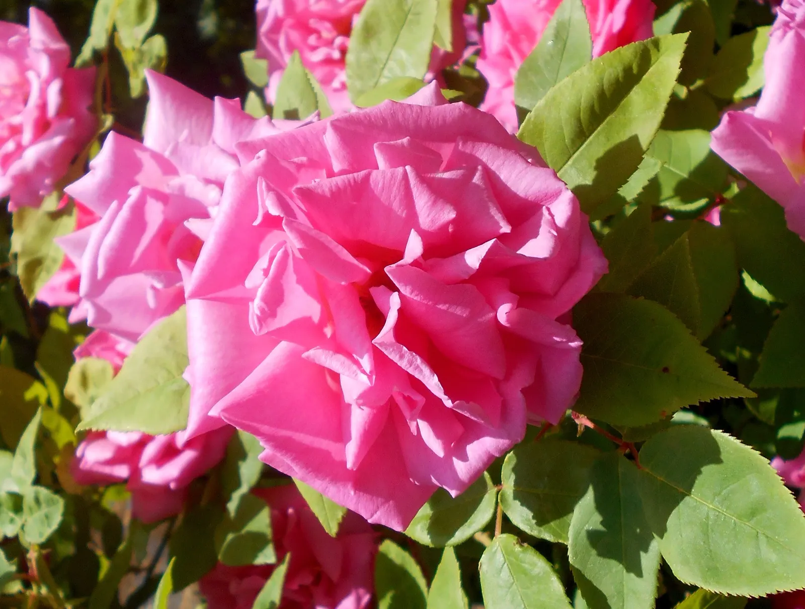 Zephirine Drouhin' Climbing Rose (Rosa 'Zephirine Drouhin') — an annual pruning in late winter or early spring is recommended.<br><br>Moreover