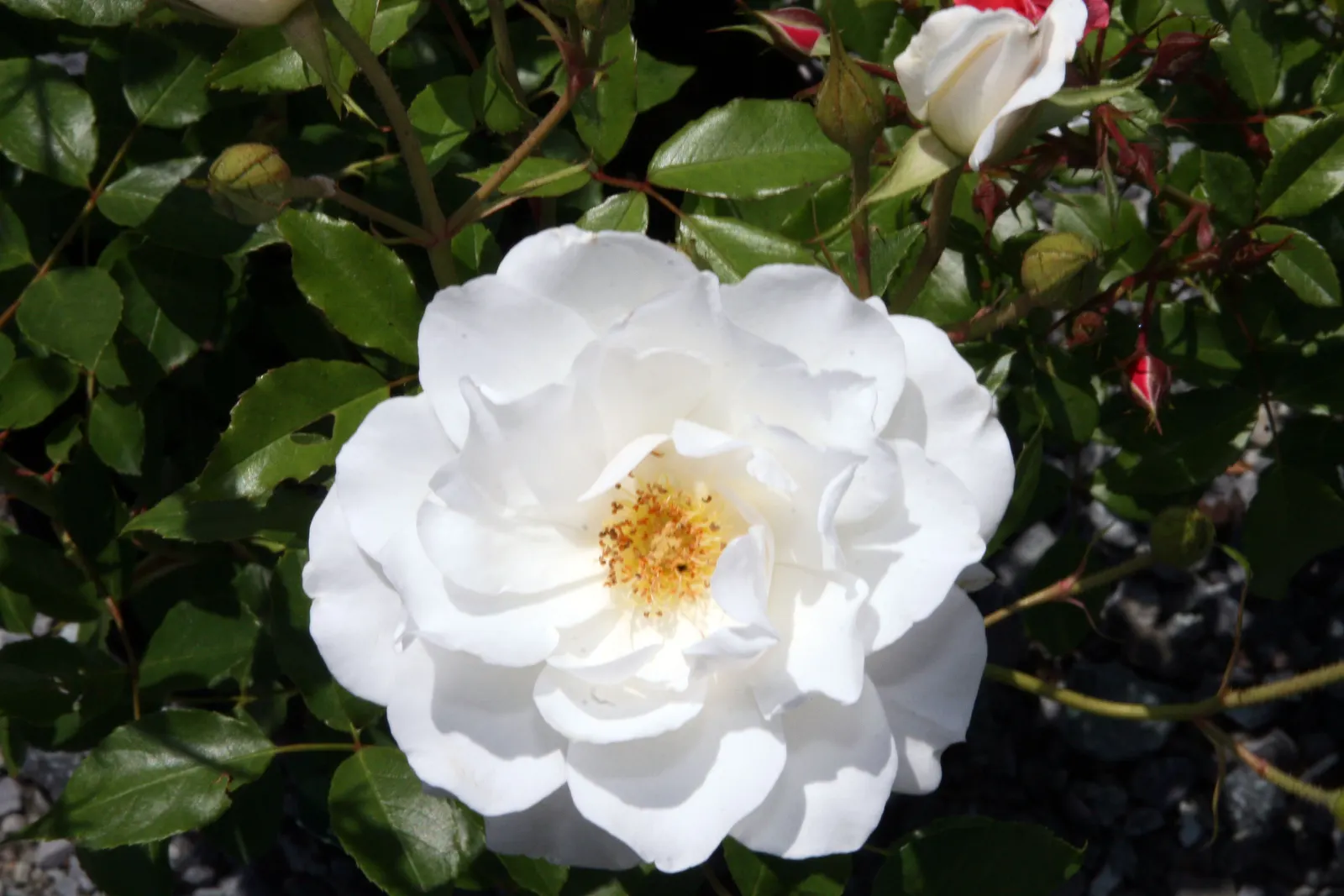 Zephirine Drouhin' Climbing Rose (Rosa 'Zephirine Drouhin') — a noteworthy feature for gardeners