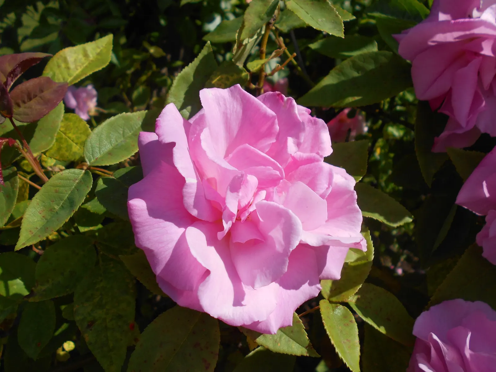 Zephirine Drouhin' Climbing Rose (Rosa 'Zephirine Drouhin') — Full sun encourages optimal performance; the 'Zephirine Drouhin' is a thornless climbing rose