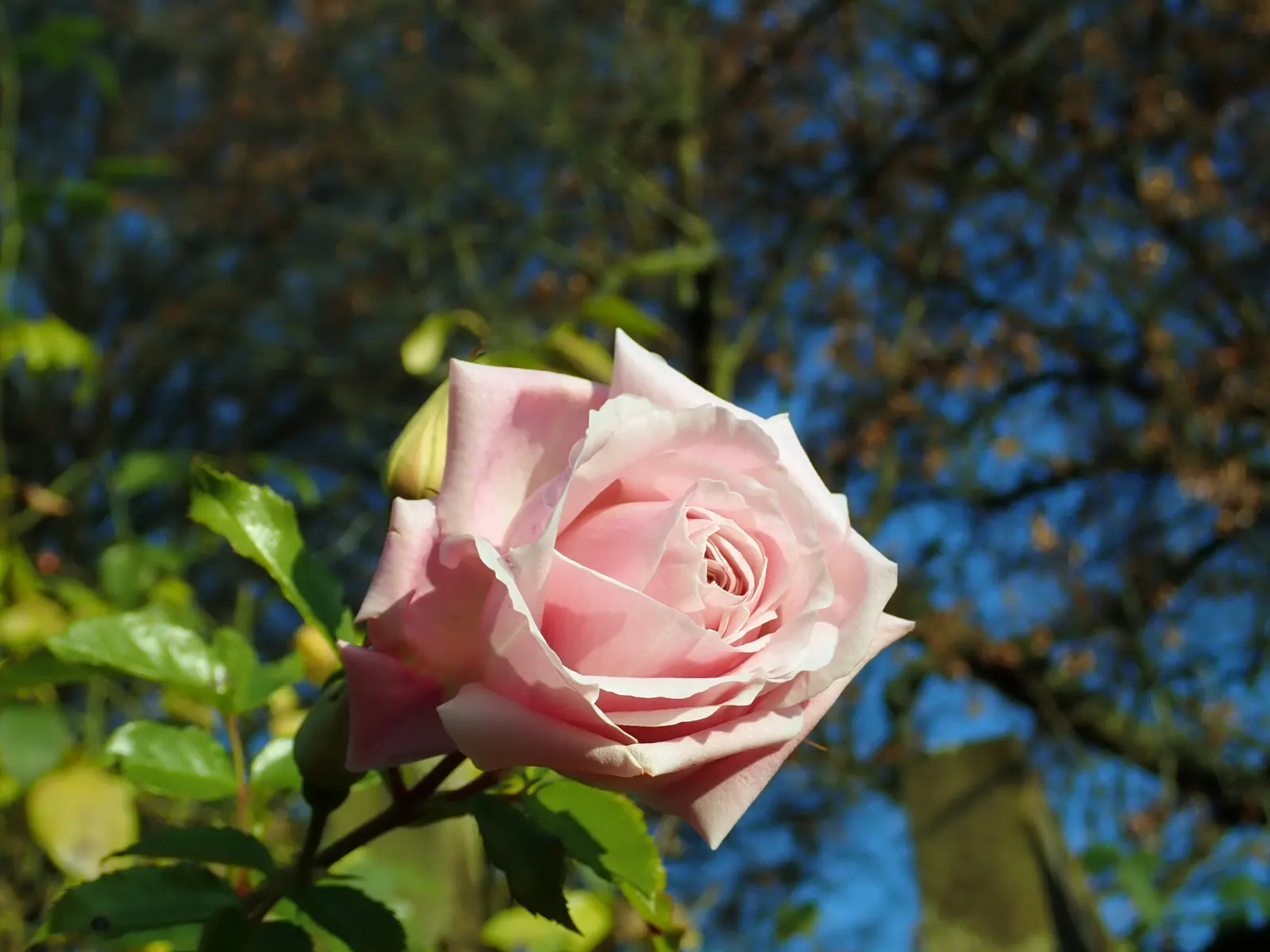 Zephirine Drouhin' Climbing Rose (Rosa 'Zephirine Drouhin') — can achieve a mature height of approximately 10 to 15 feet with a spread of 4 to 5 feet; and a