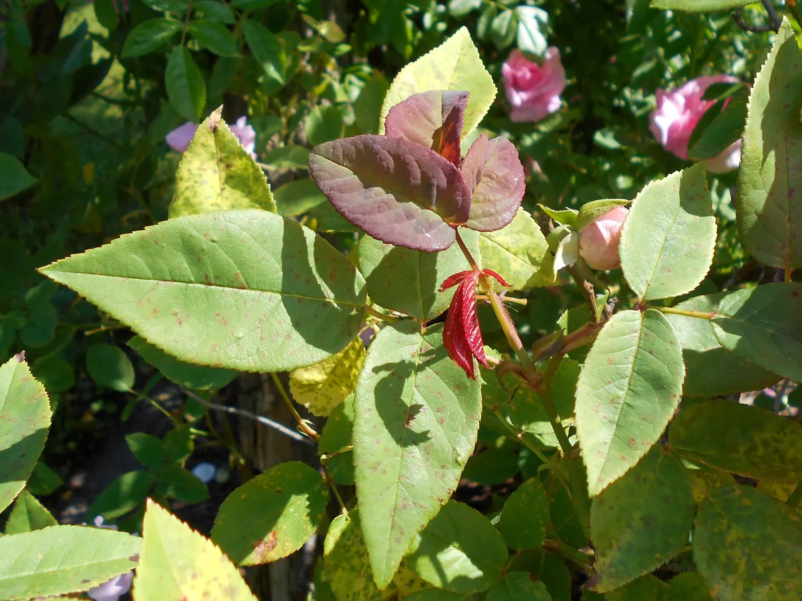 Zephirine Drouhin' Climbing Rose (Rosa 'Zephirine Drouhin') — receiving at least six hours of sunlight daily
