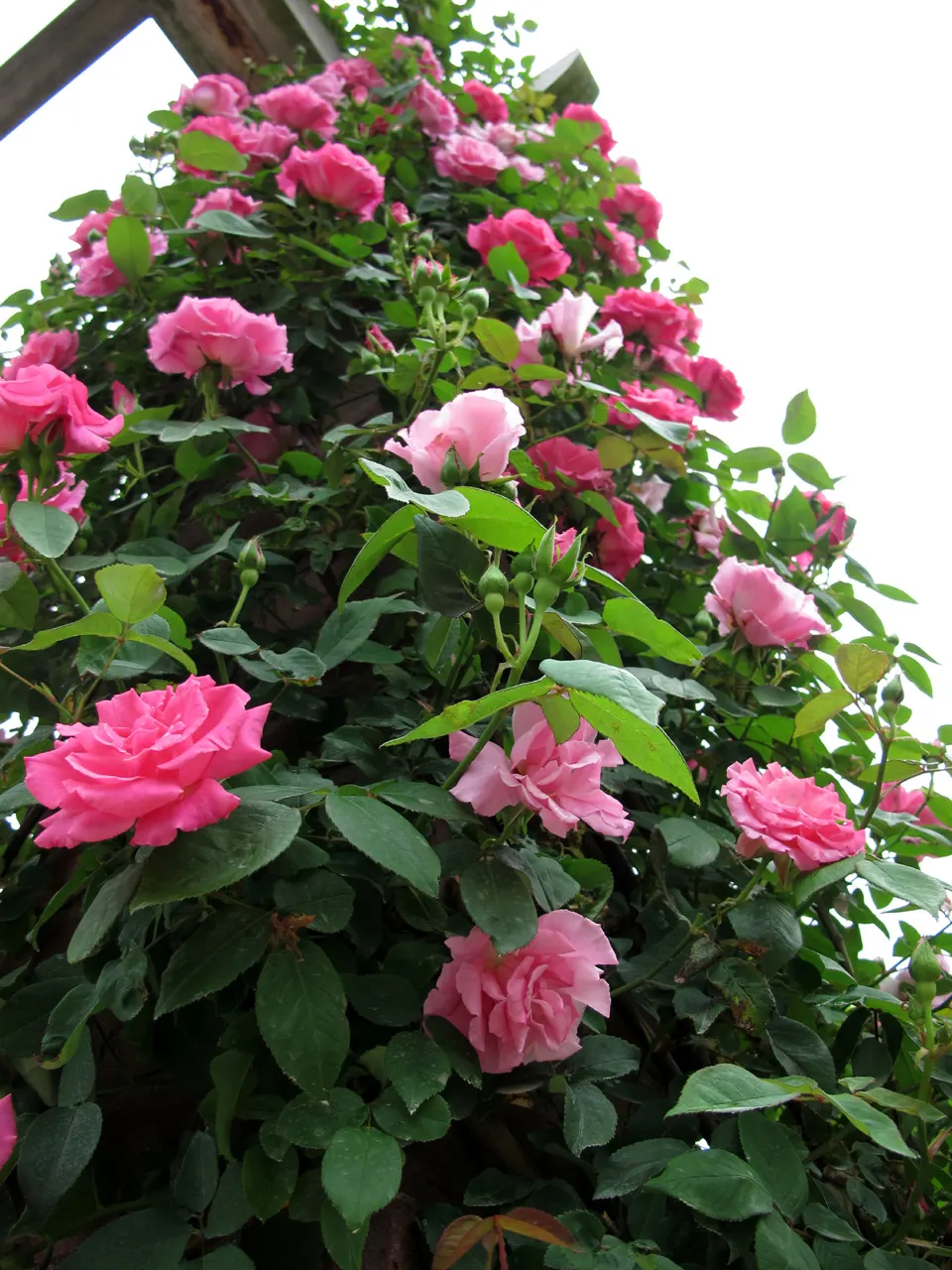 Zephirine Drouhin' Climbing Rose (Rosa 'Zephirine Drouhin') — This climbing rose is prized for its powerful damask fragrance which permeates the garden