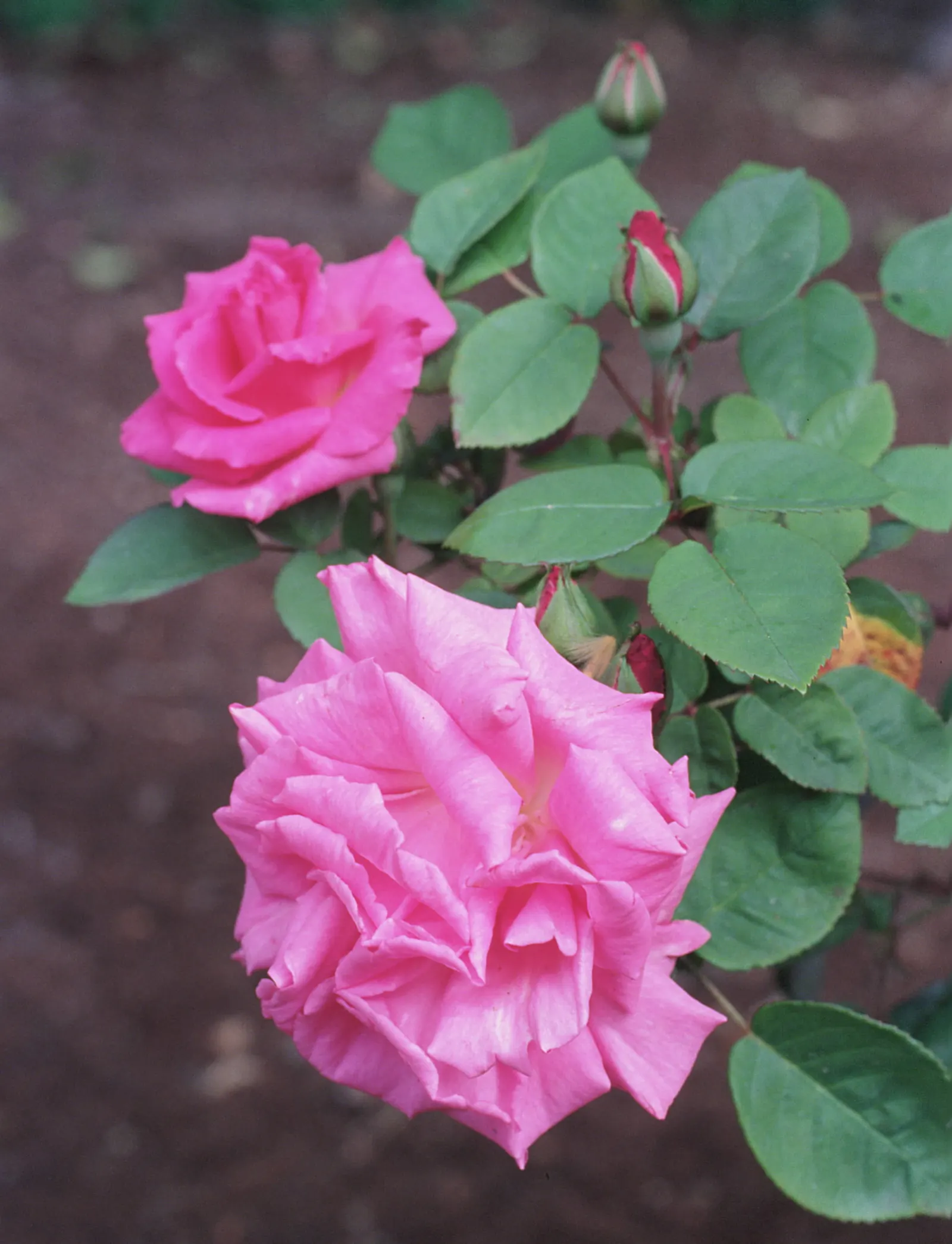 Zephirine Drouhin' Climbing Rose (Rosa 'Zephirine Drouhin') — making it ideal for trellises