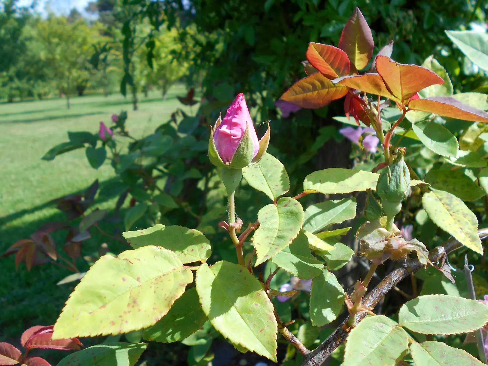 Zephirine Drouhin' Climbing Rose (Rosa 'Zephirine Drouhin') — although it tolerates partial shade; the Rosa 'Z√©phirine Drouhin'