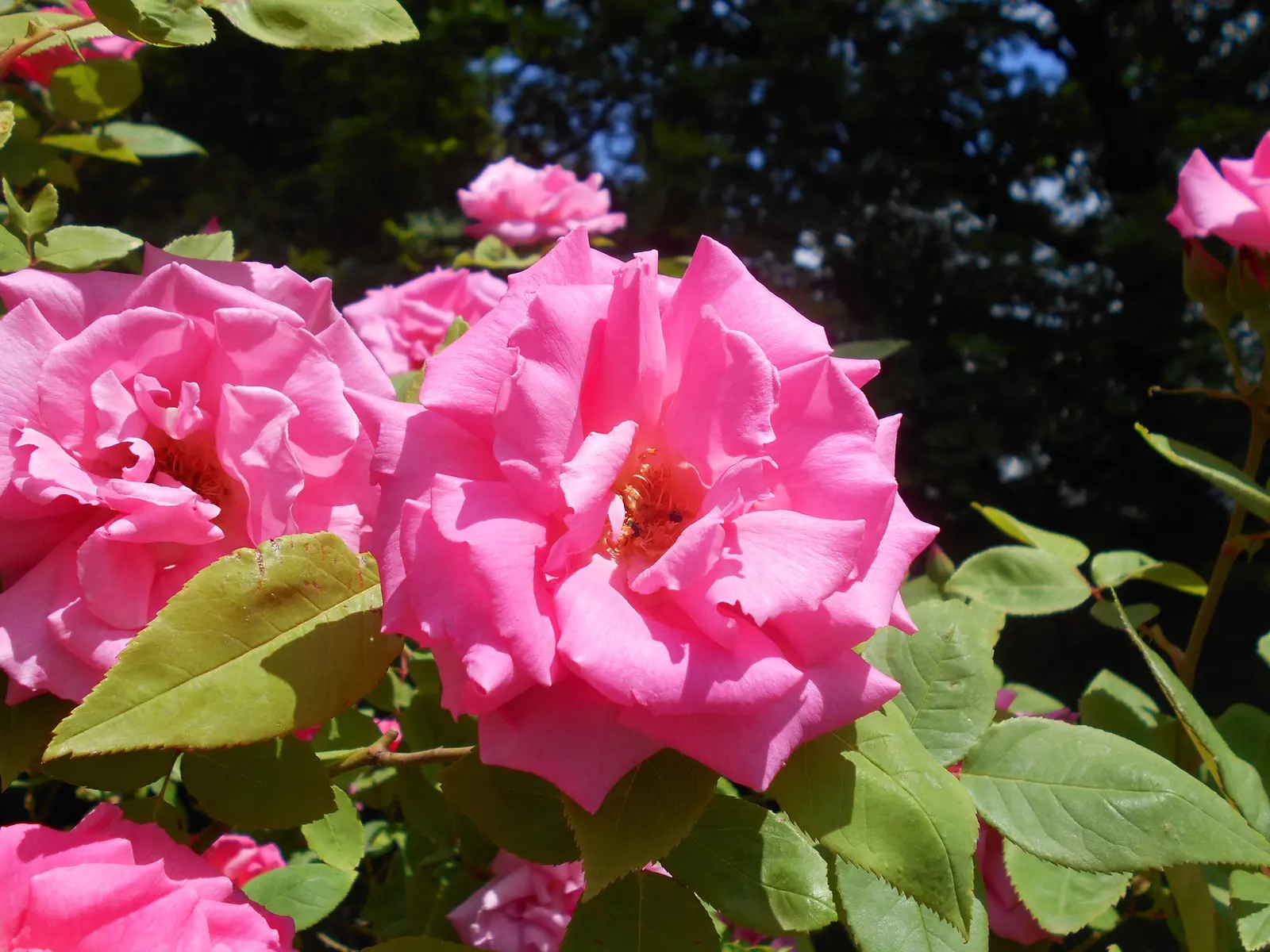 Zephirine Drouhin' Climbing Rose (Rosa 'Zephirine Drouhin') — offering versatility in garden design; and walls where it can artfully climb and showcase its
