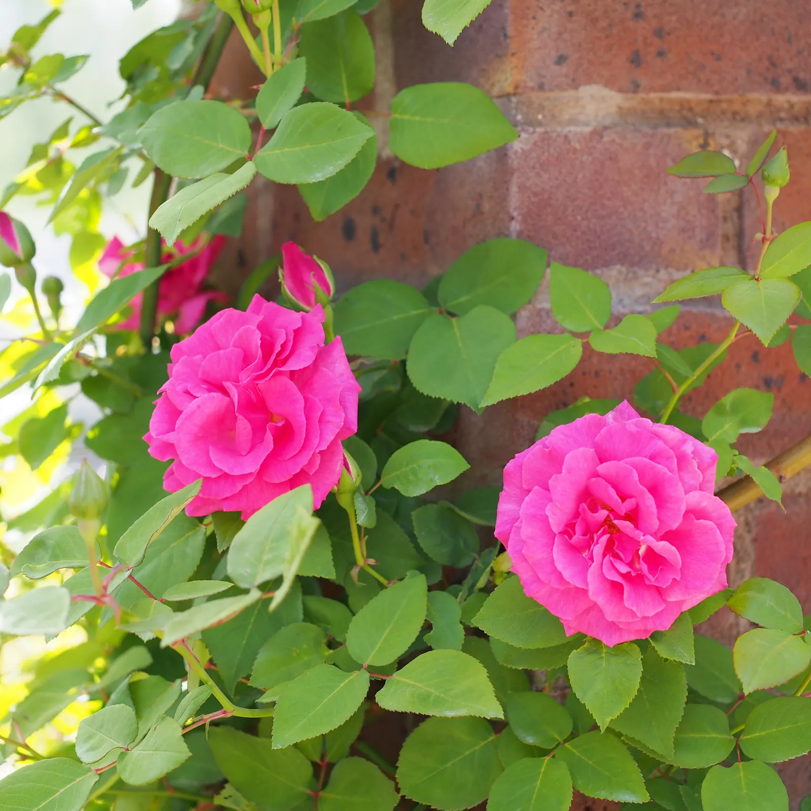 Zephirine Drouhin' Climbing Rose (Rosa 'Zephirine Drouhin') — For optimum health and bloom production