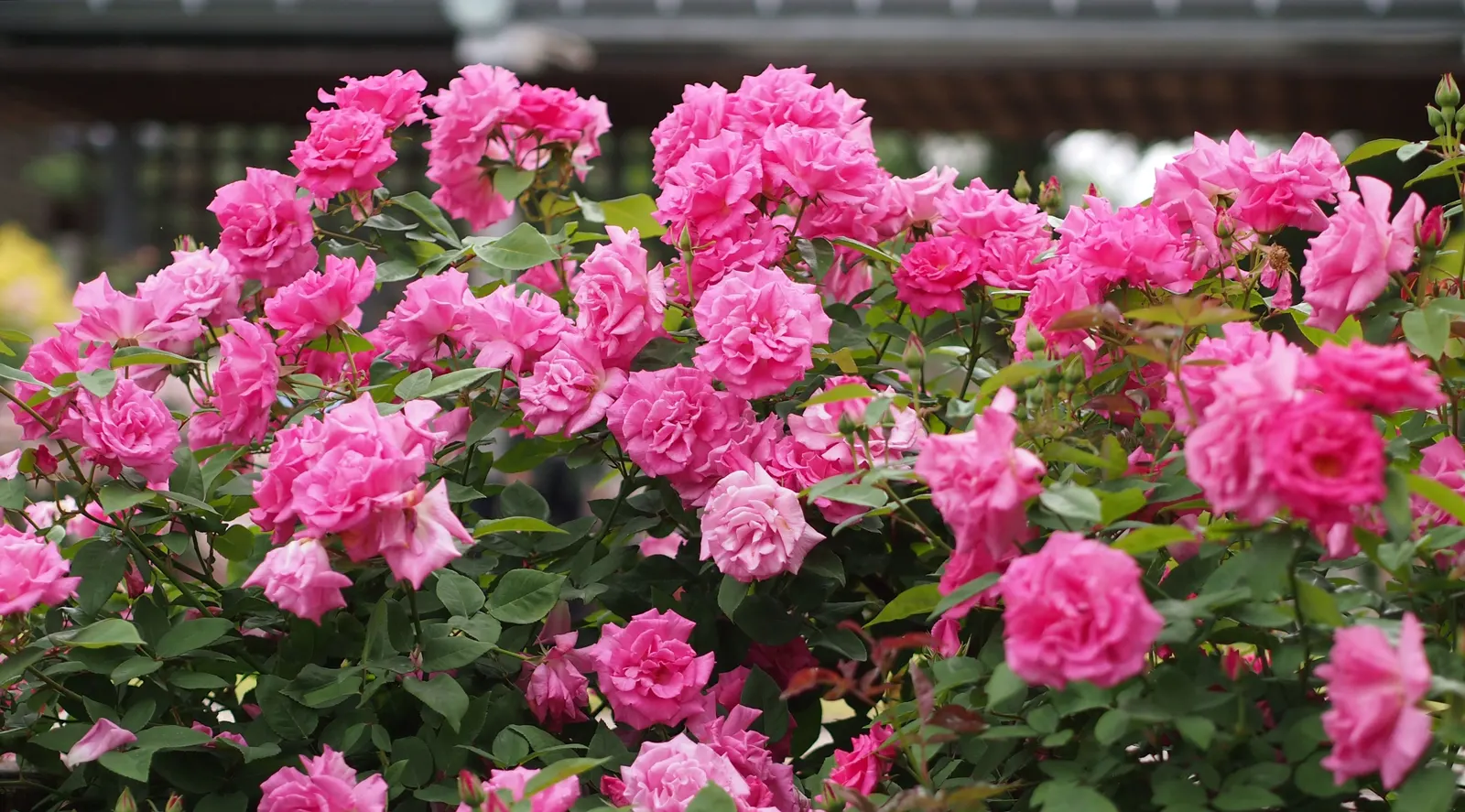 Zephirine Drouhin' Climbing Rose (Rosa 'Zephirine Drouhin') — although proper air circulation should be maintained to discourage common issues such as powdery