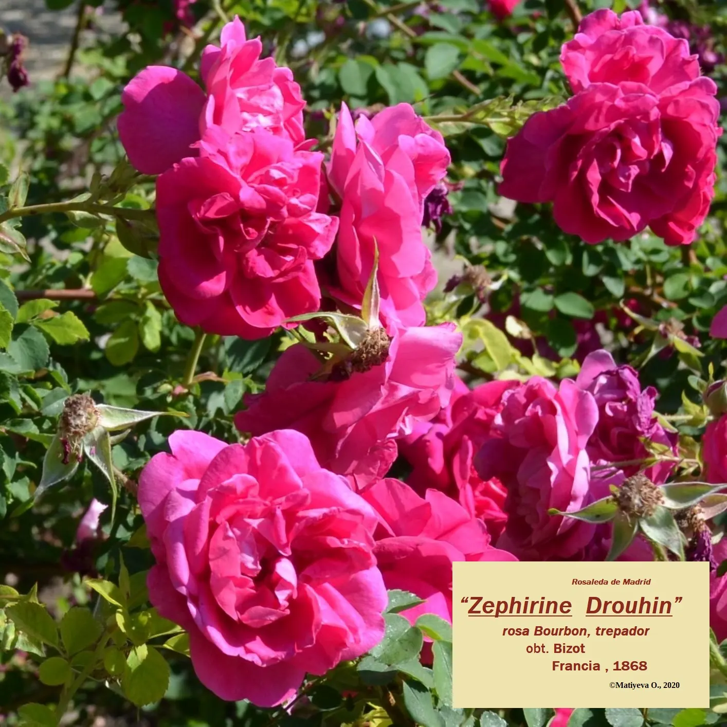 Zephirine Drouhin' Climbing Rose (Rosa 'Zephirine Drouhin') — old-fashioned form and dense arrangement of petals