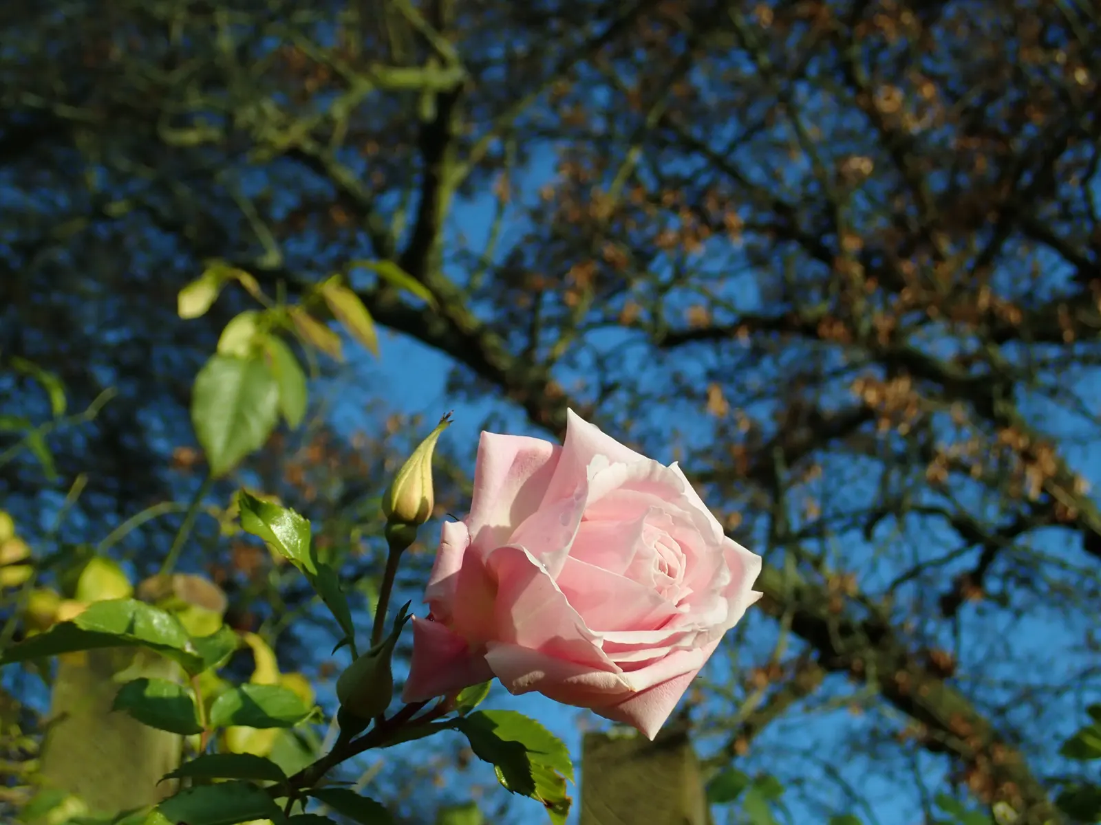 Zephirine Drouhin' Climbing Rose (Rosa 'Zephirine Drouhin') — this rose variety exhibits good resistance to disease