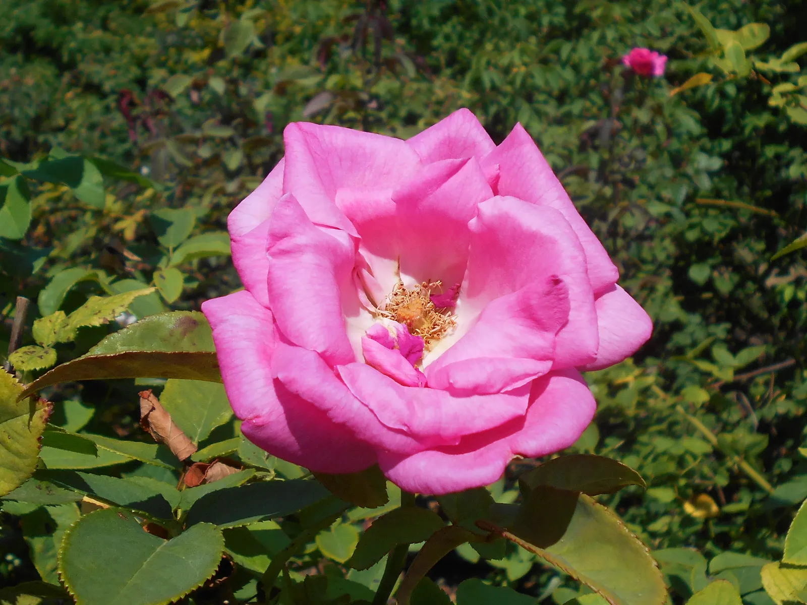 Zephirine Drouhin' Climbing Rose (Rosa 'Zephirine Drouhin') — the Zephirine Drouhin rose is an exquisite choice for a landscape filled with timeless beauty and