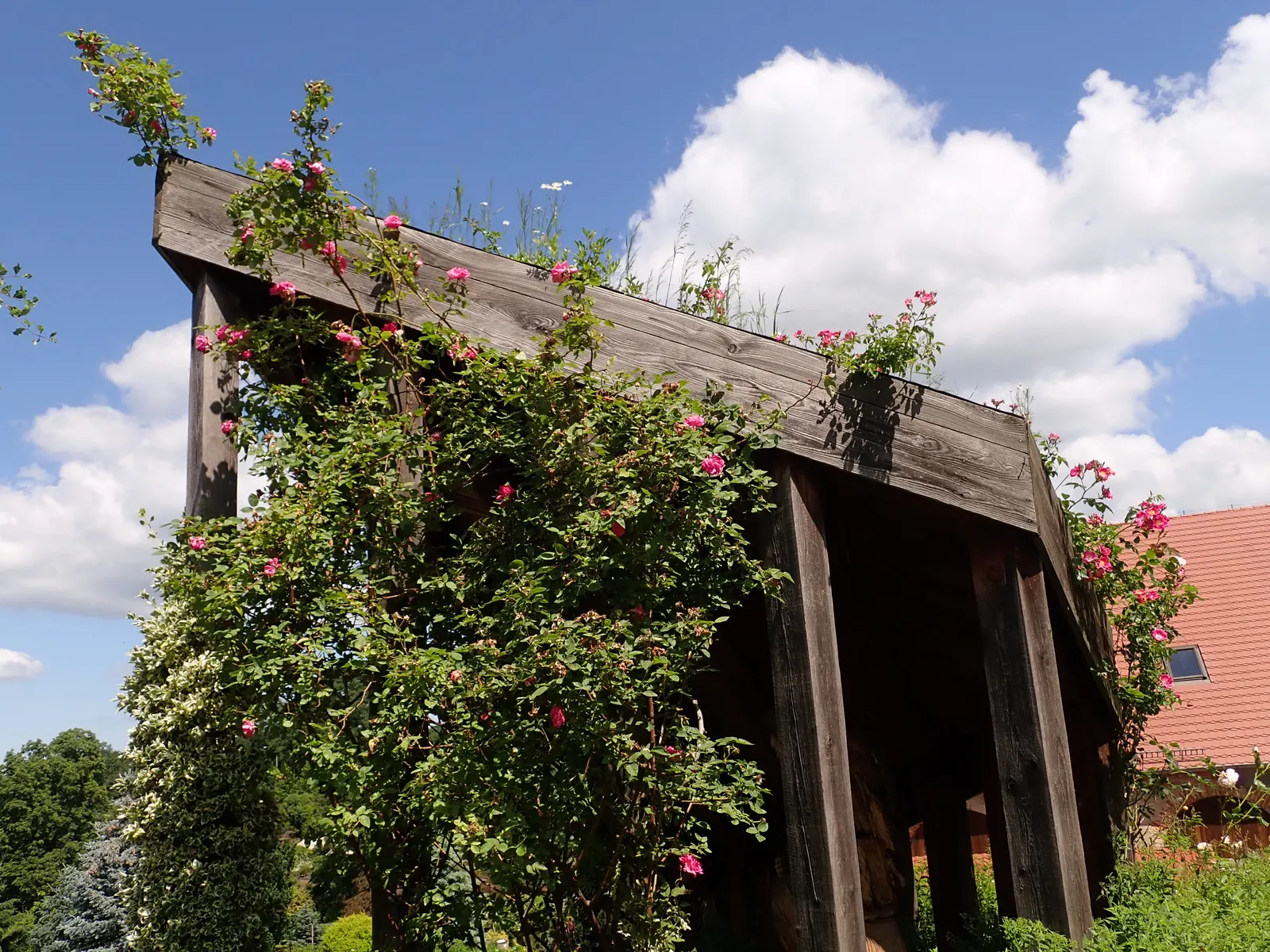 Zephirine Drouhin' Climbing Rose (Rosa 'Zephirine Drouhin') — can achieve a mature height of approximately 10 to 15 feet with a spread of 4 to 5 feet