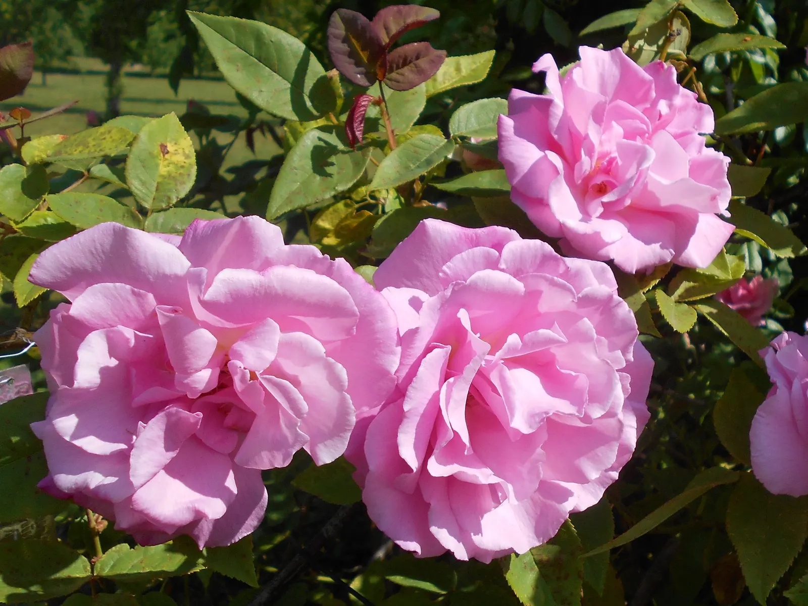 Zephirine Drouhin' Climbing Rose (Rosa 'Zephirine Drouhin') — The Rosa 'Z√©phirine Drouhin'