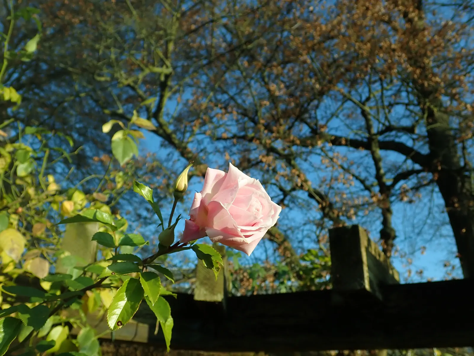 Zephirine Drouhin' Climbing Rose (Rosa 'Zephirine Drouhin') — although it tolerates partial shade