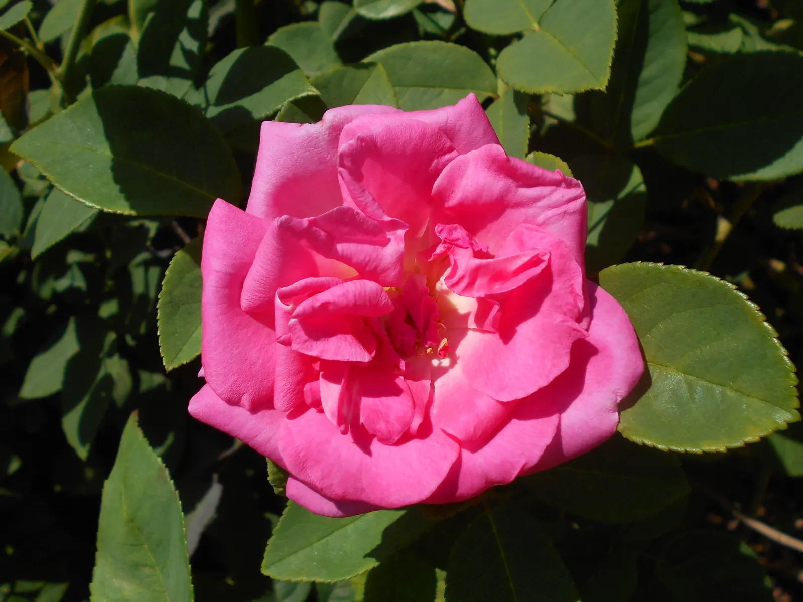Zephirine Drouhin' Climbing Rose (Rosa 'Zephirine Drouhin') — a noteworthy feature for gardeners; the Zephirine Drouhin rose prefers well-drained soil and a
