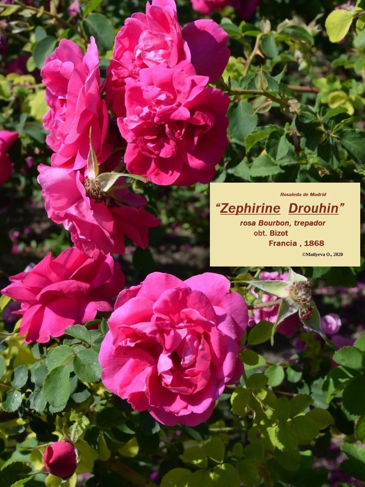 Zephirine Drouhin' Climbing Rose (Rosa 'Zephirine Drouhin') — is an antique Bourbon rose that brings a romantic flair to any landscape design