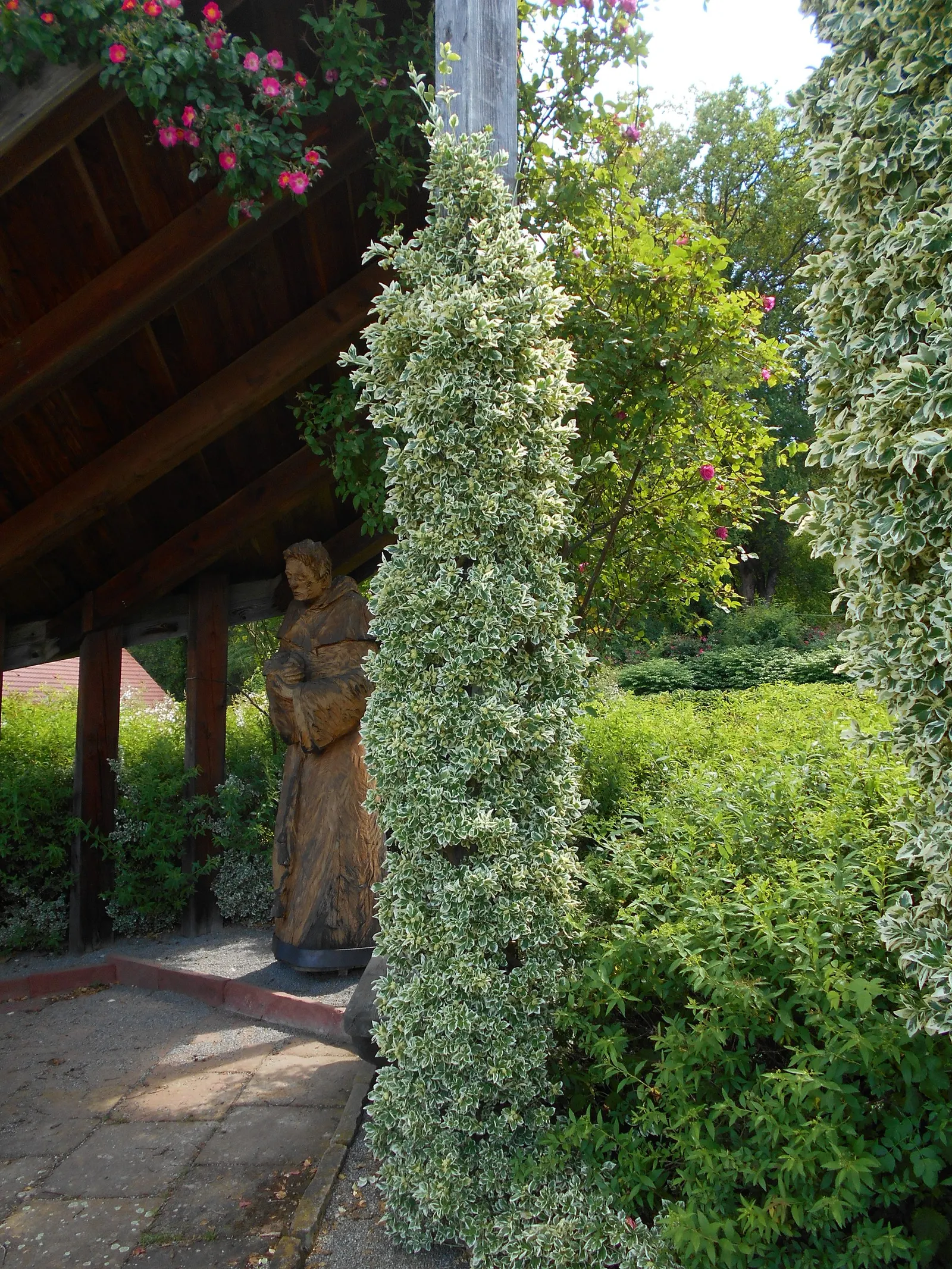 Zephirine Drouhin' Climbing Rose (Rosa 'Zephirine Drouhin') — Flourishing in zones 5-9, it reaches 8-12 feet in height with 3-foot spread, ideal for trellises