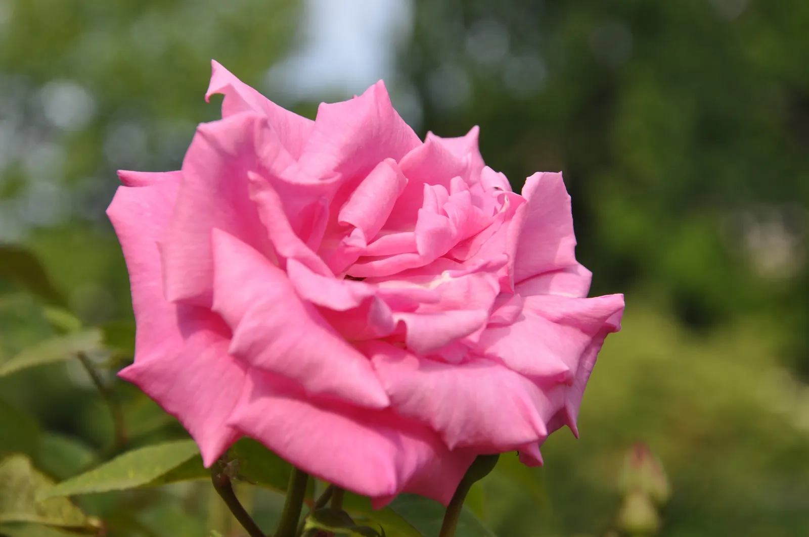Zephirine Drouhin' Climbing Rose (Rosa 'Zephirine Drouhin') — commonly known as the 'Zephirine Drouhin' climbing rose; pink flowers in the garden