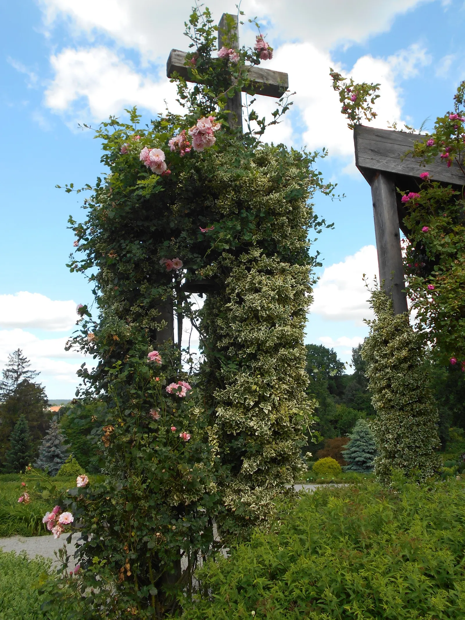 Zephirine Drouhin' Climbing Rose (Rosa 'Zephirine Drouhin') — pink flowers in the garden
