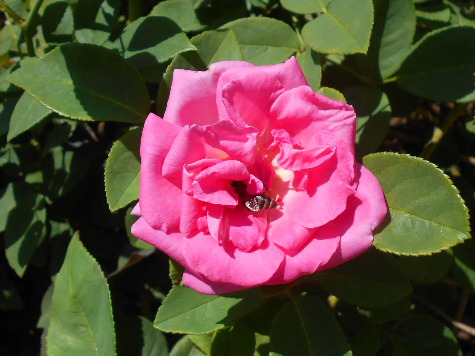 Zephirine Drouhin' Climbing Rose (Rosa 'Zephirine Drouhin') — making it ideal for trellises; cerise-pink blooms exuding a strong
