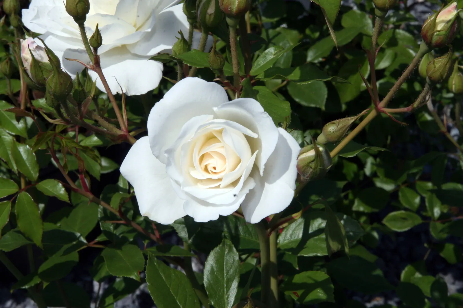 Zephirine Drouhin' Climbing Rose (Rosa 'Zephirine Drouhin') — commonly known as the 'Zephirine Drouhin' climbing rose