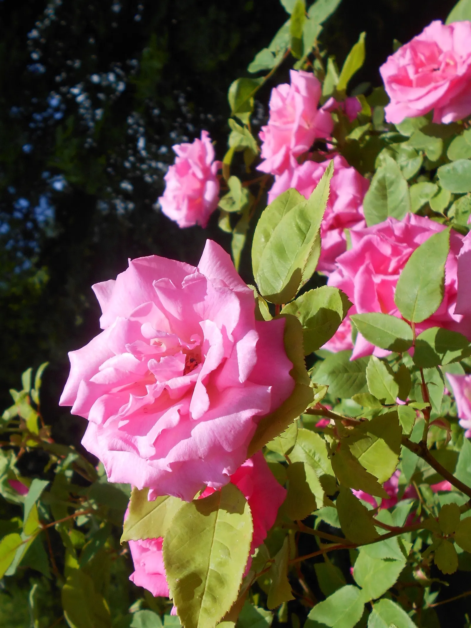 Zephirine Drouhin' Climbing Rose (Rosa 'Zephirine Drouhin') — particularly in the establishment year and during dry spells
