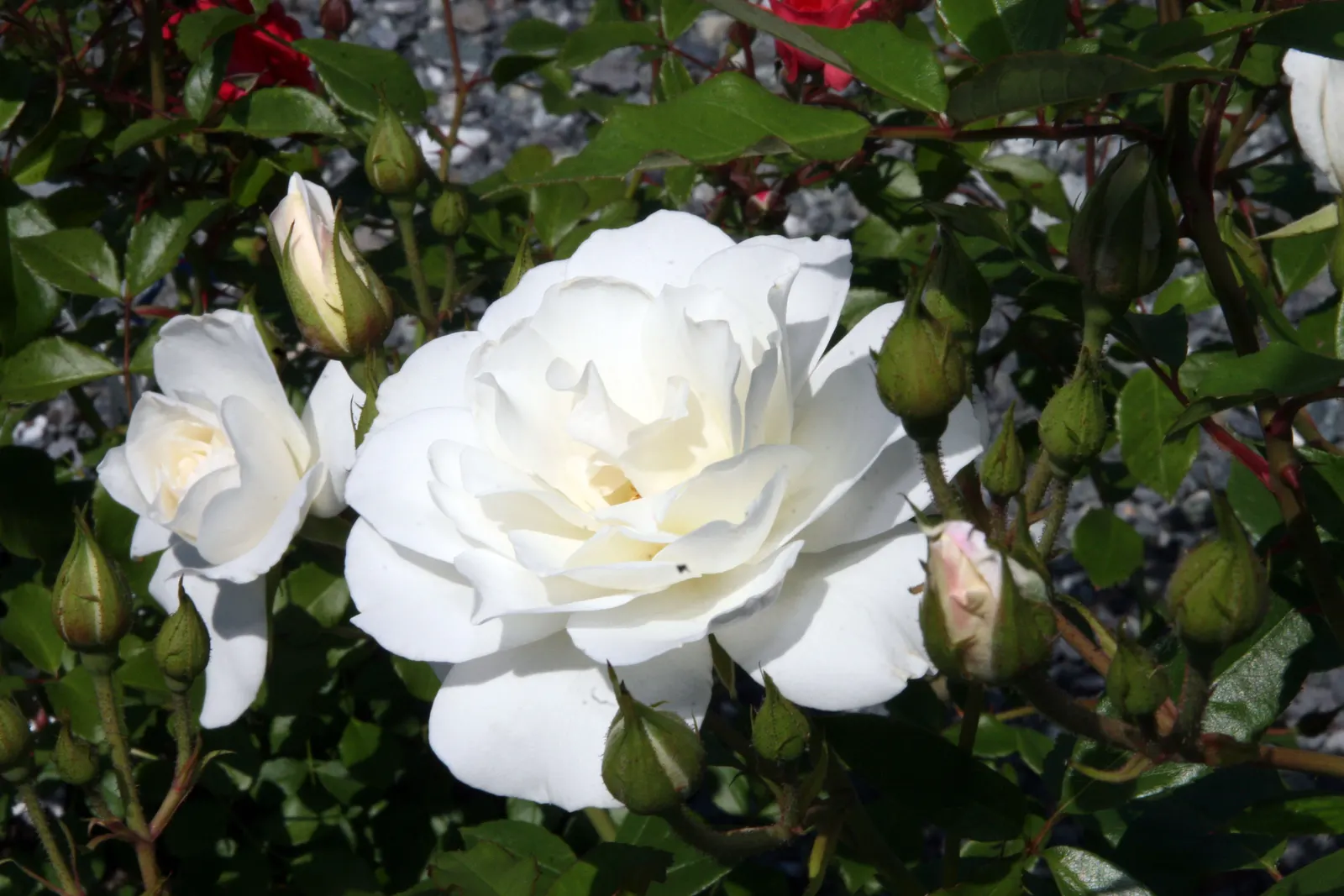 Zephirine Drouhin' Climbing Rose (Rosa 'Zephirine Drouhin') — Its disease-resistant, repeat-flowering nature provides a lush display from late spring to fall