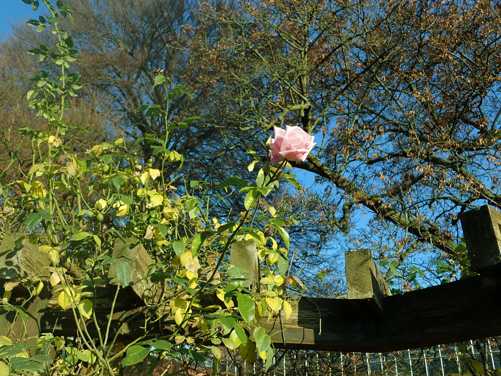 Zephirine Drouhin' Climbing Rose (Rosa 'Zephirine Drouhin') — Each blossom measures about 4 inches across with an alluring