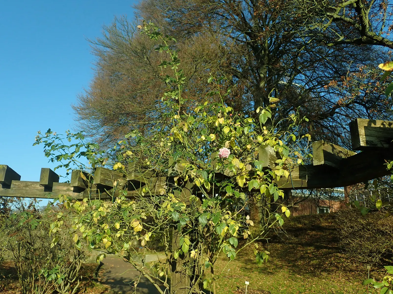 Zephirine Drouhin' Climbing Rose (Rosa 'Zephirine Drouhin') — shrub / vine for full or half