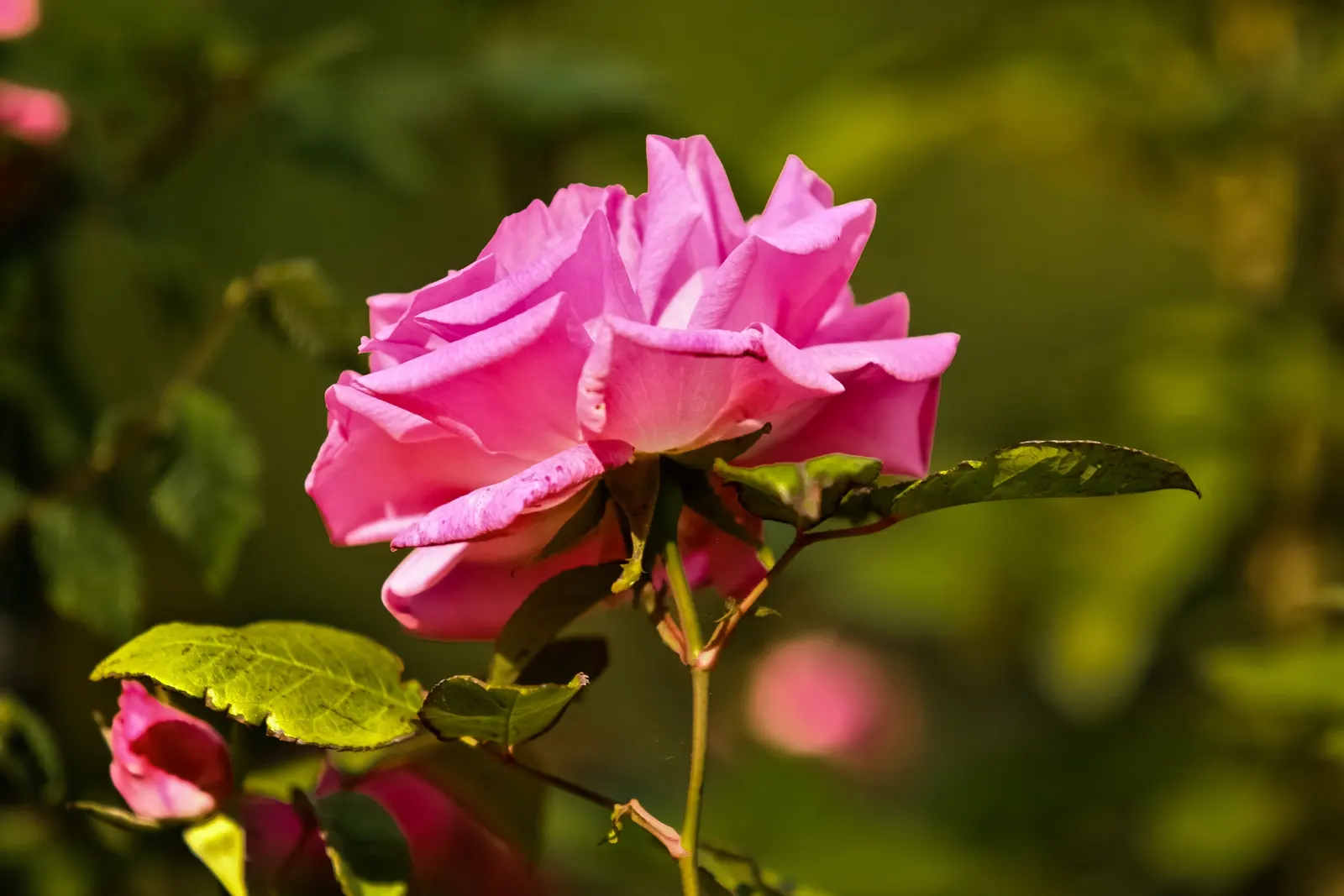 Zephirine Drouhin' Climbing Rose (Rosa 'Zephirine Drouhin') — The 'Zephirine Drouhin' is a thornless climbing rose adored for its rich; its disease-resistant