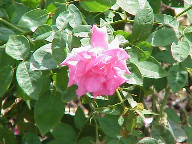 Zephirine Drouhin' Climbing Rose (Rosa 'Zephirine Drouhin') — This nearly thornless specimen