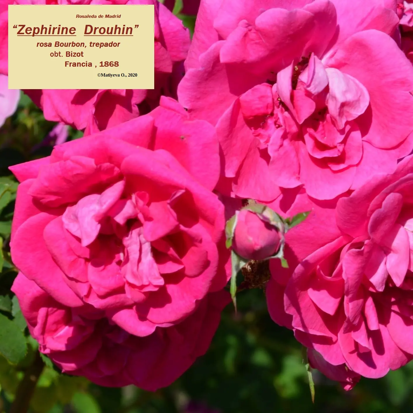 Zephirine Drouhin' Climbing Rose (Rosa 'Zephirine Drouhin') — With its classic charm and ease of care