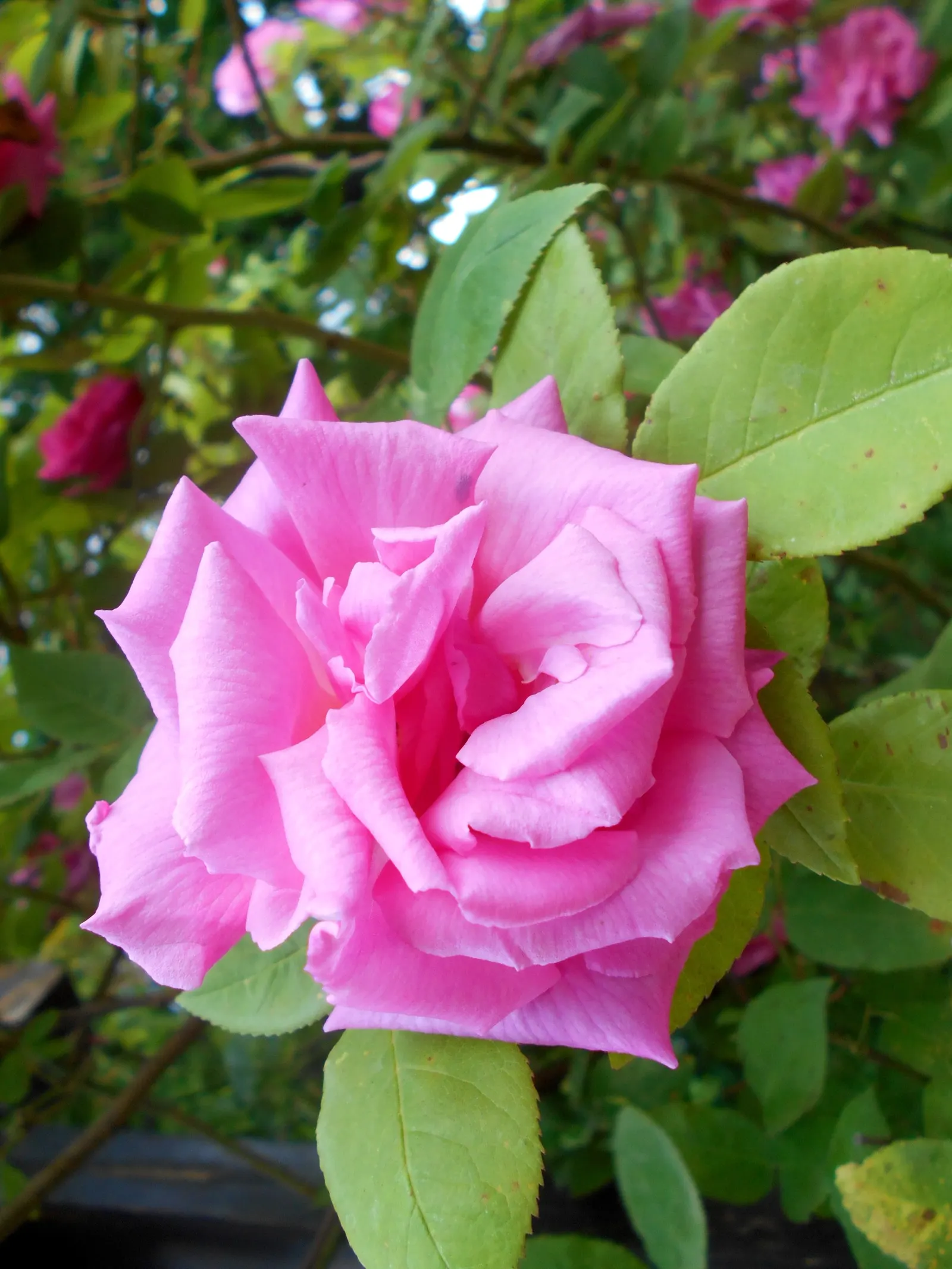 Zephirine Drouhin' Climbing Rose (Rosa 'Zephirine Drouhin') — Its disease-resistant, repeat-flowering nature provides a lush display from late, image 35