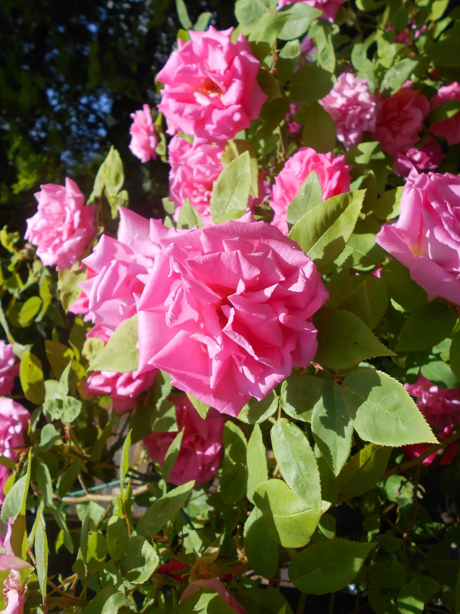 Zephirine Drouhin' Climbing Rose (Rosa 'Zephirine Drouhin') — The Rosa 'Z√©phirine Drouhin'; an annual pruning in late winter or early spring is