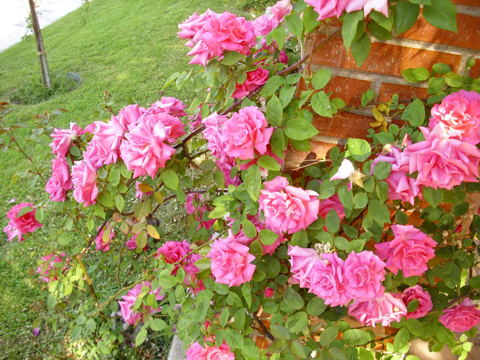 Zephirine Drouhin' Climbing Rose (Rosa 'Zephirine Drouhin') — The 'Zephirine Drouhin' is a thornless climbing rose adored for its rich