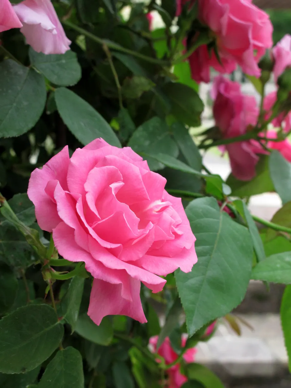 Zephirine Drouhin' Climbing Rose (Rosa 'Zephirine Drouhin') — cerise-pink blooms exuding a strong; this nearly thornless specimen
