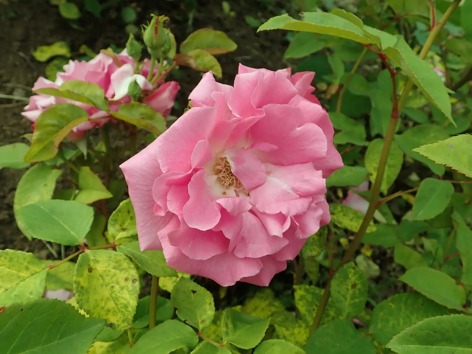 Zephirine Drouhin' Climbing Rose (Rosa 'Zephirine Drouhin') — shrub / vine with pink blooms