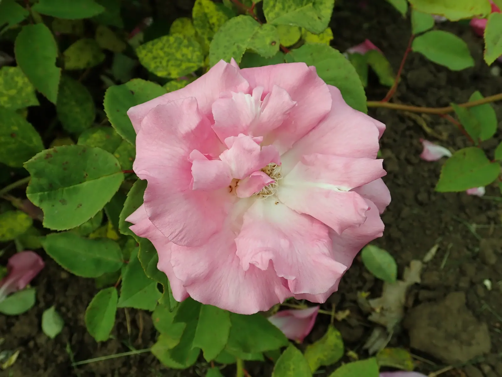 Zephirine Drouhin' Climbing Rose (Rosa 'Zephirine Drouhin') — This nearly thornless specimen; a noteworthy feature for gardeners